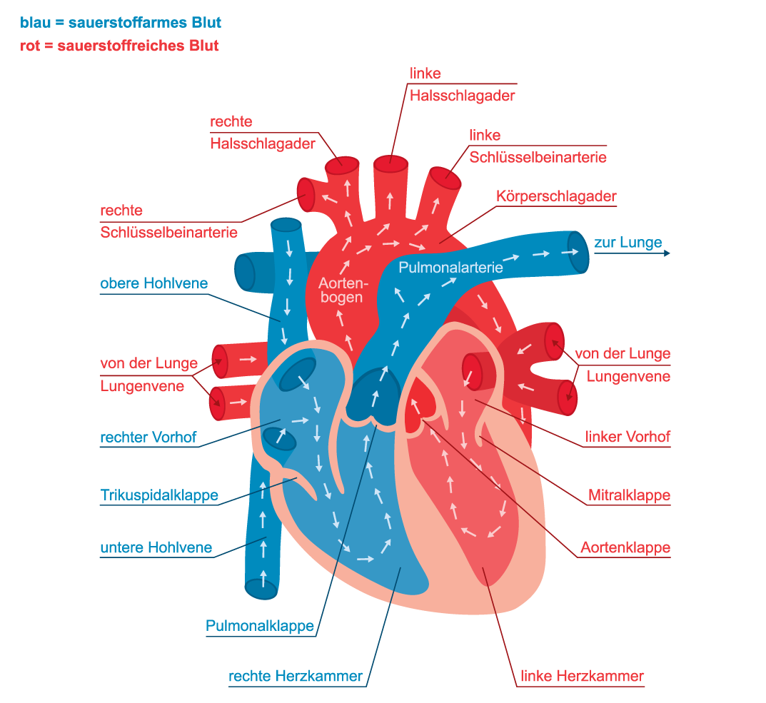 Das Herz - der Motor des Blutdrucks